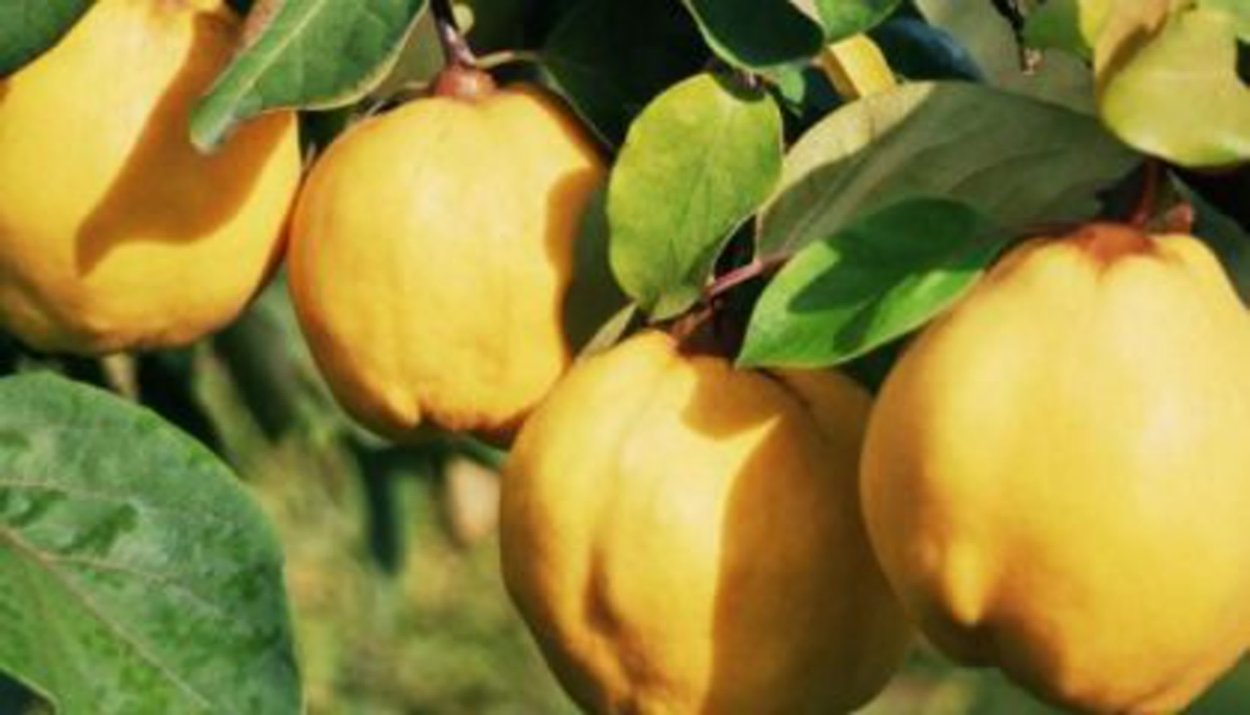 Айва хеномелес прекрасная