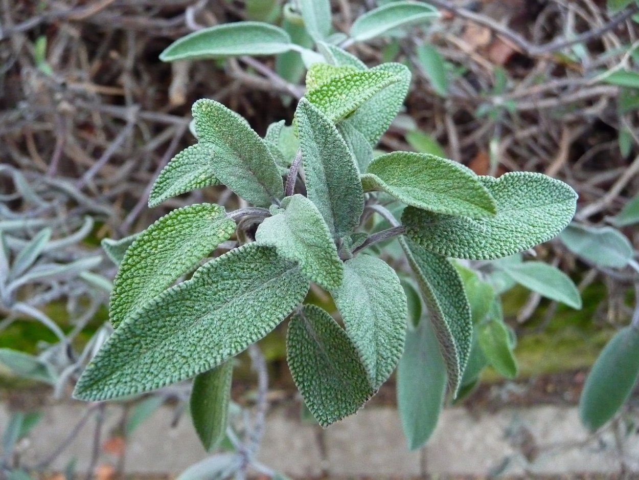 Шалфей Критский