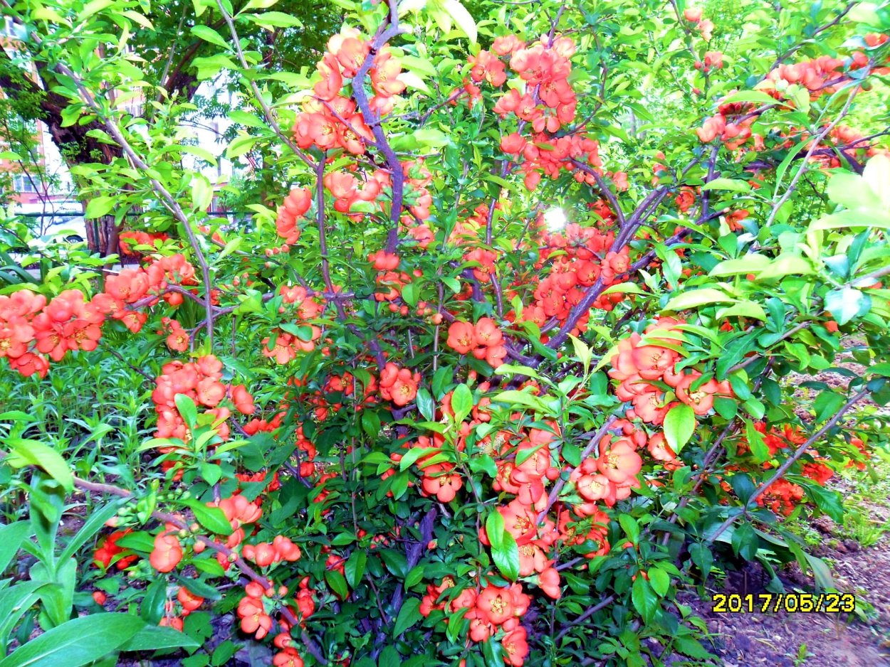 Хеномелес японский