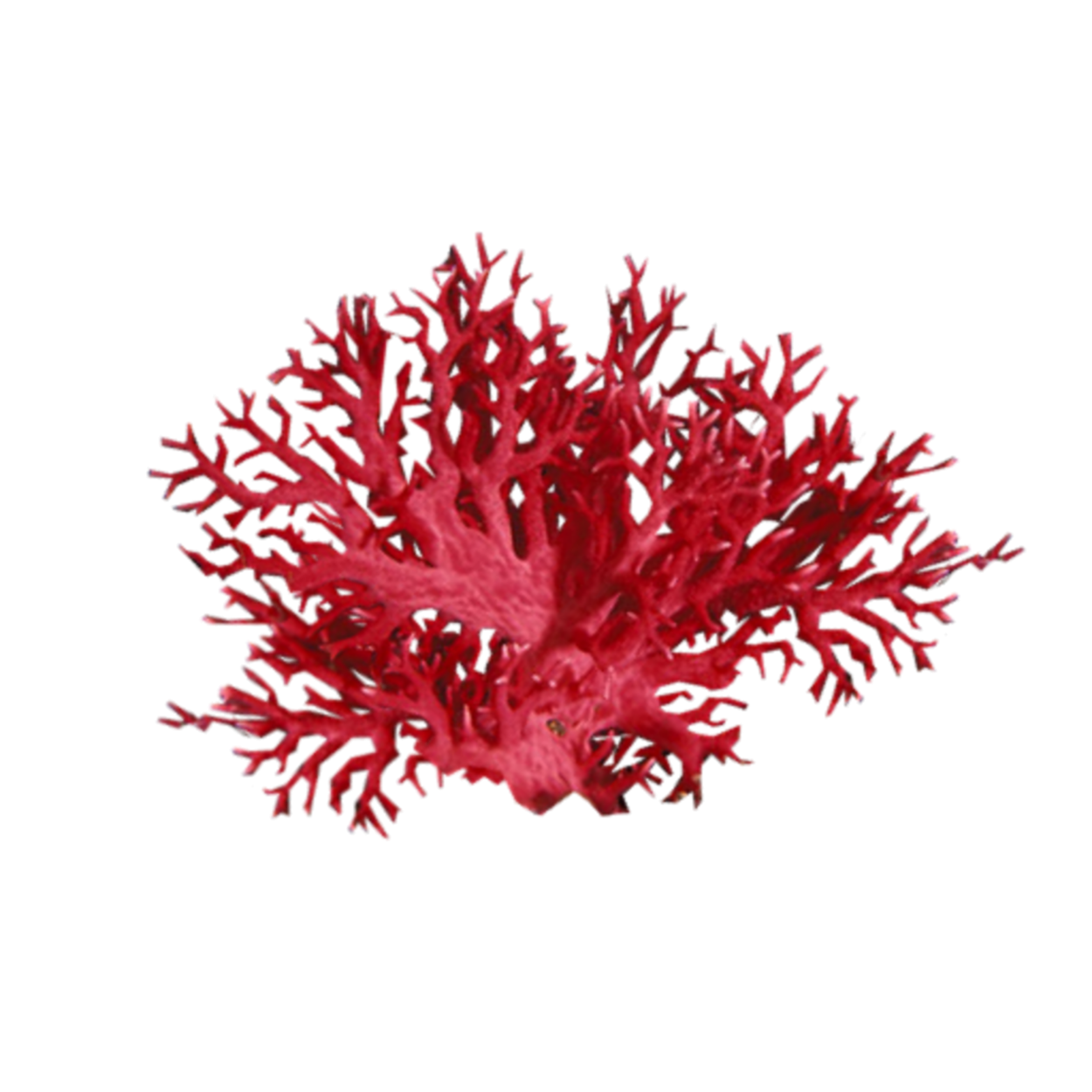 Красные водоросли