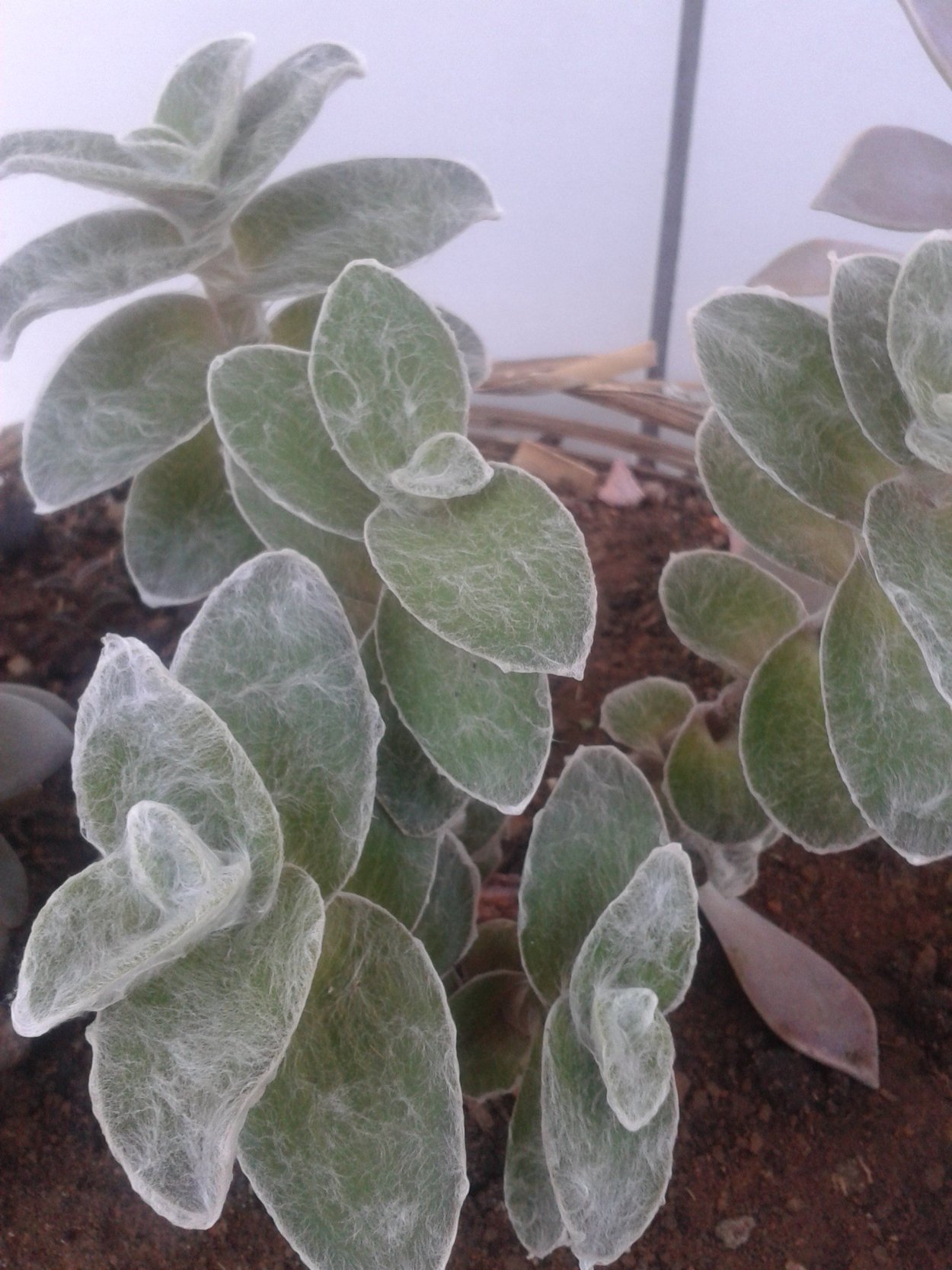 Чистец, сорт "Silver Carpet"