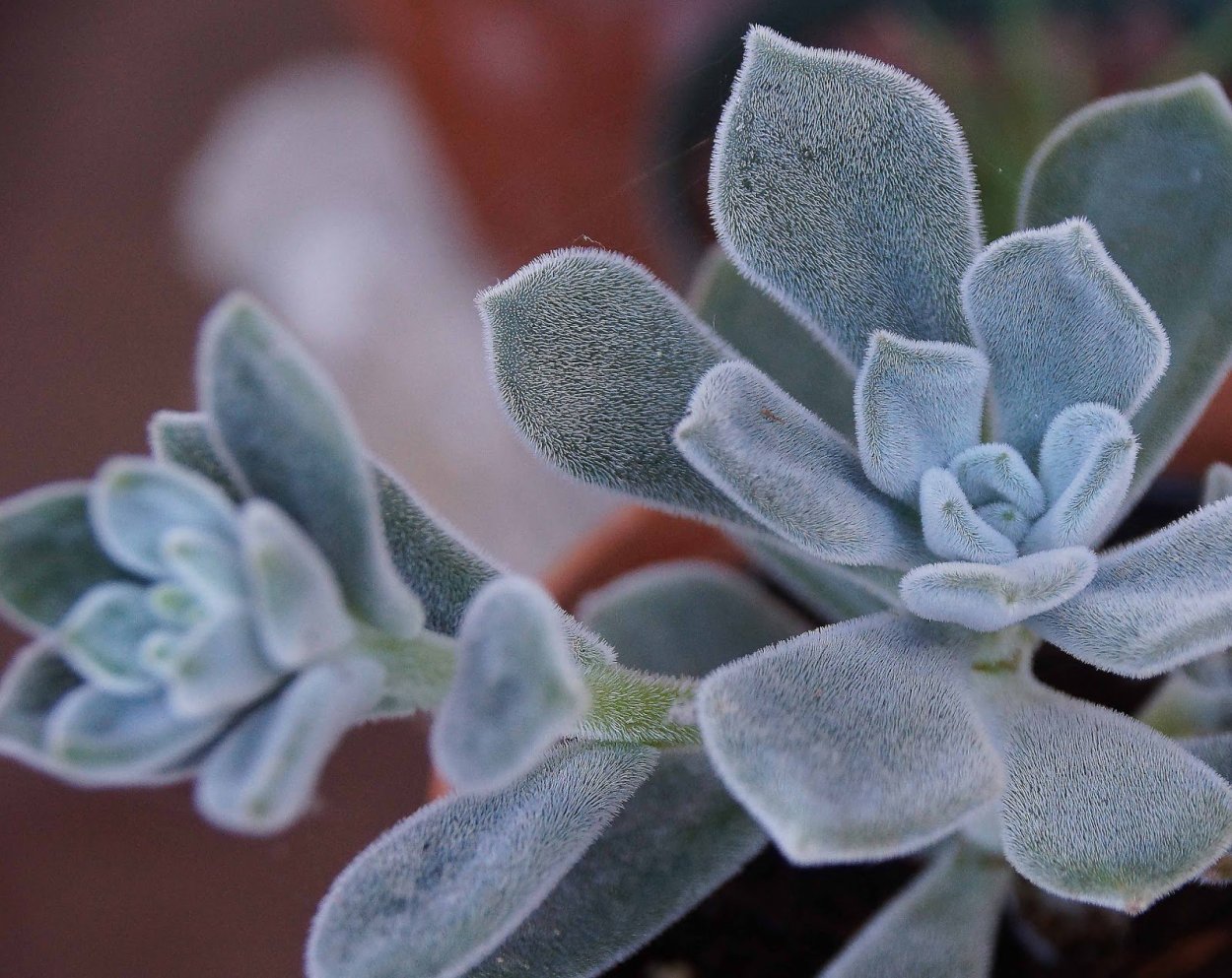 Калатея Варшевича