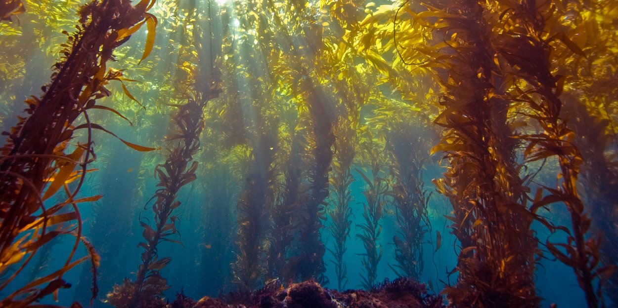 Бурые водорослей Macrocystis,