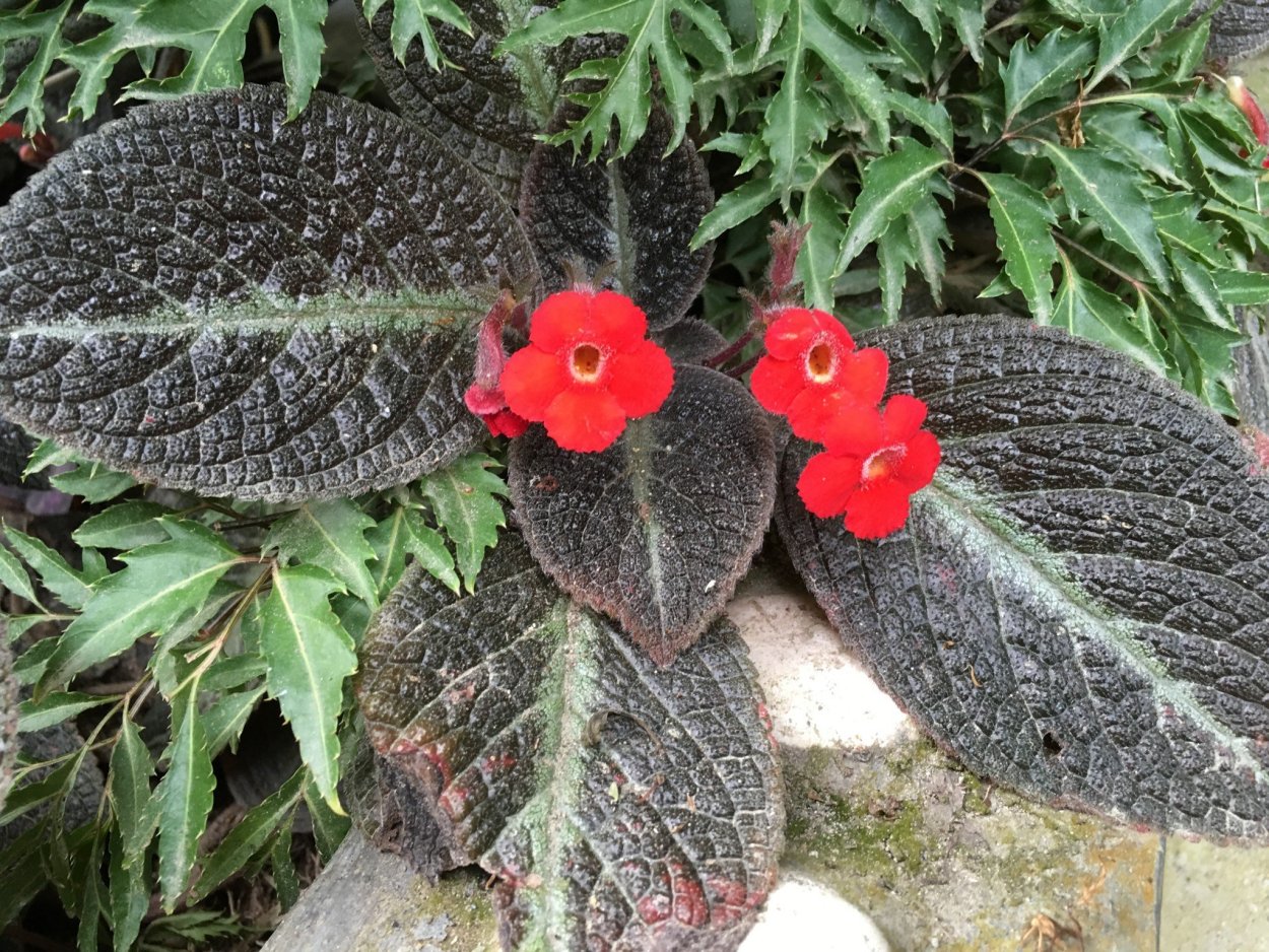 Садовые цветы с бархатными листьями