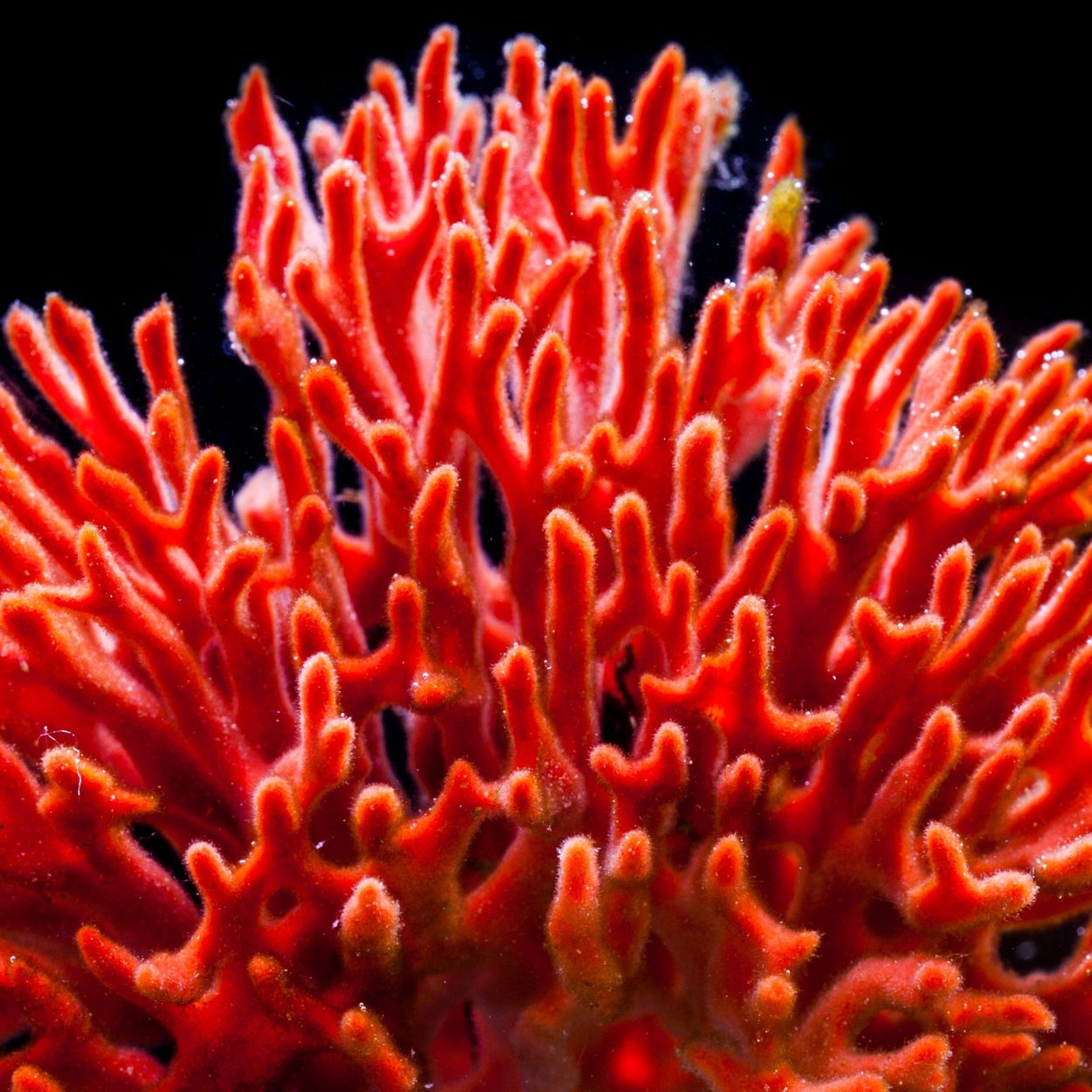 Солнечник кораллы