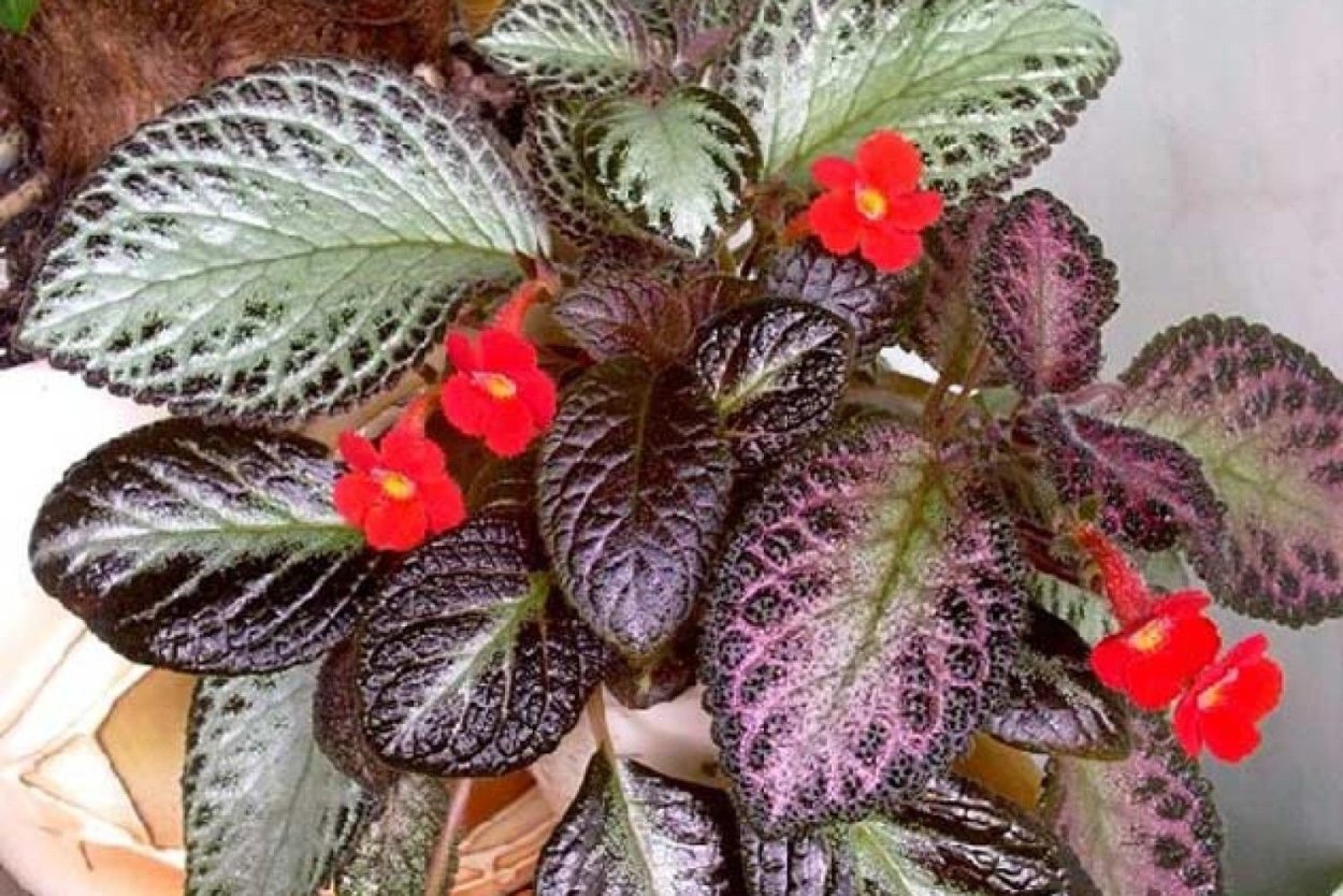 Бегонии Декоративнолистные