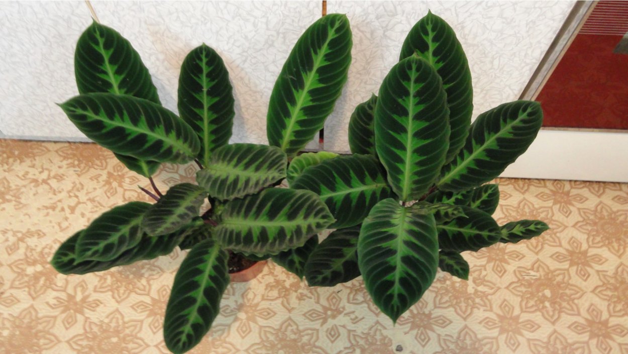 Колерия Санни