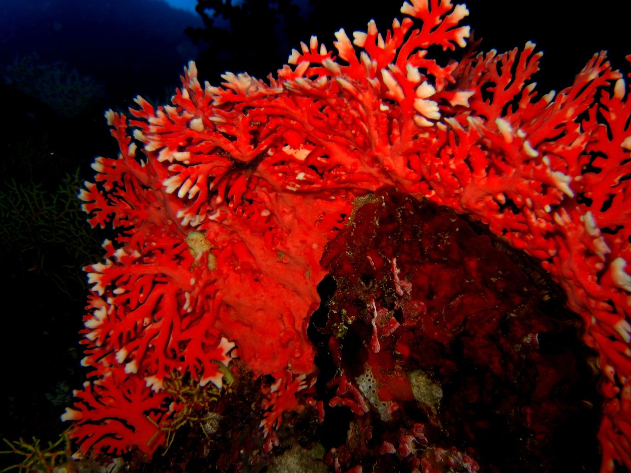 Огненный коралл красное море