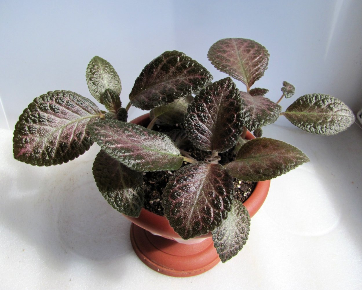 Alocasia Silver Dragon/алоказия Сильвер драгон