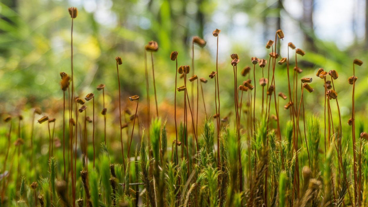 Мохообразные Кукушкин лен