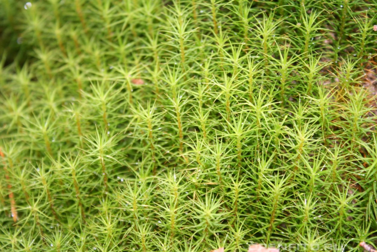 Мох Кукушкин лен