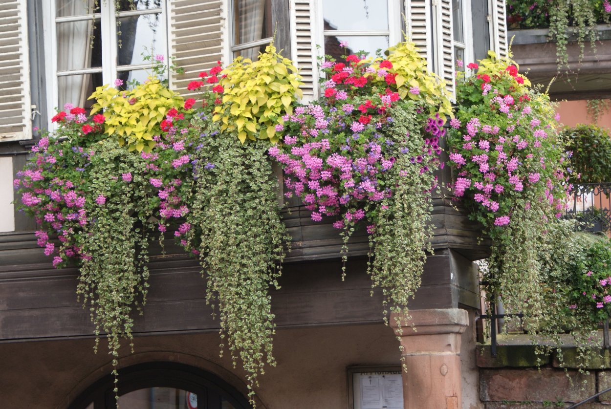 Глициния Вистерия Синенсис