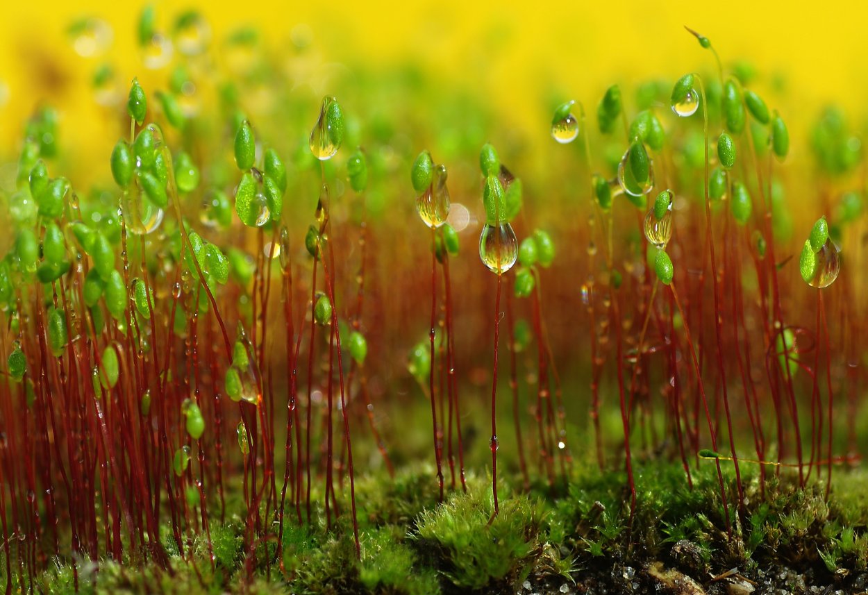 Кукушкин лен макро