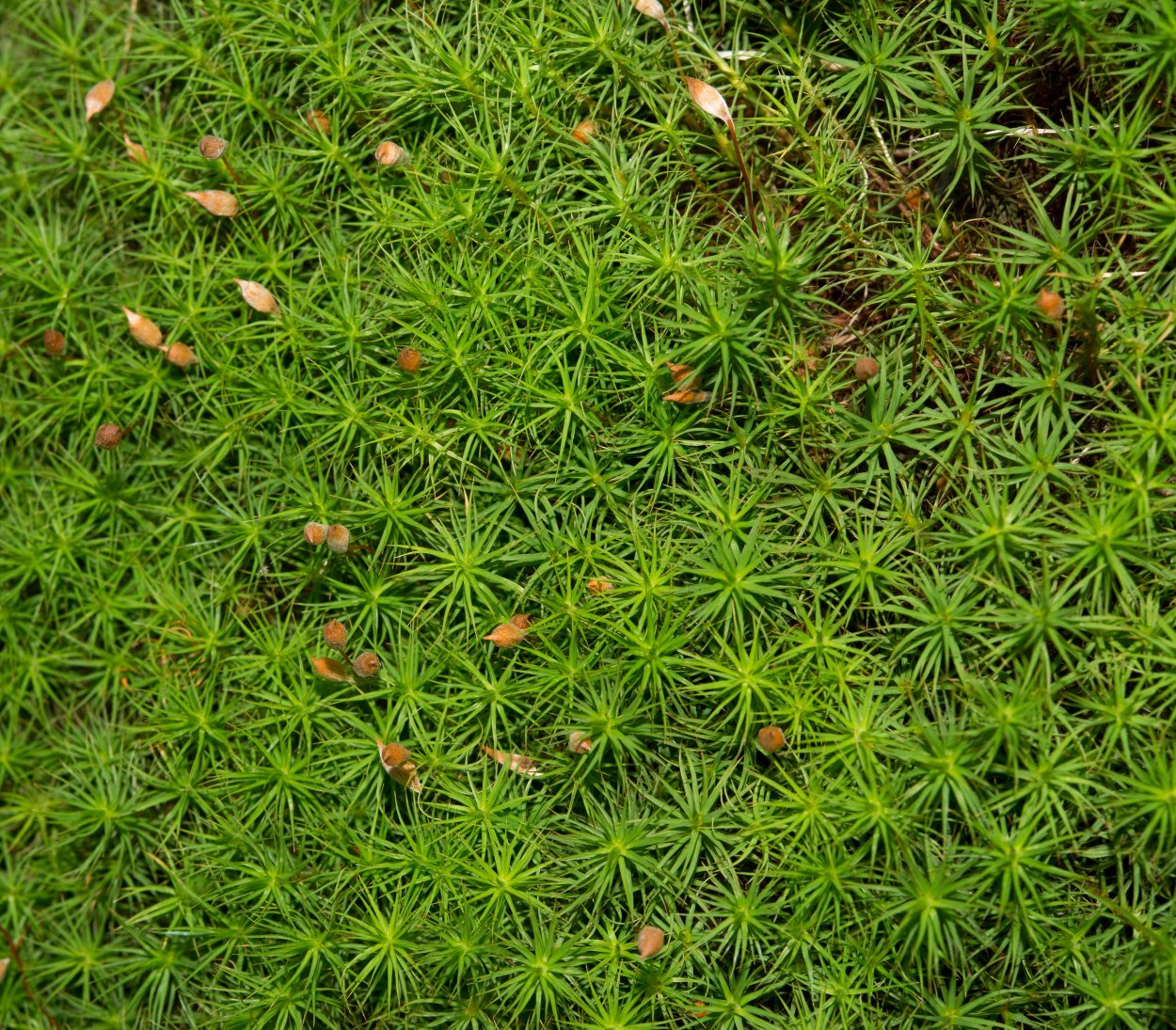 Мох политрихум