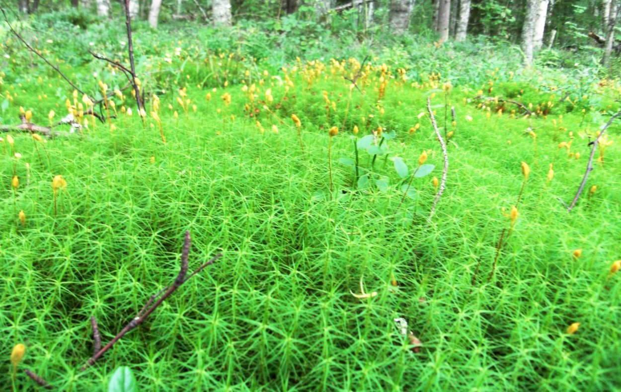 Кукушкин лён обыкновенный