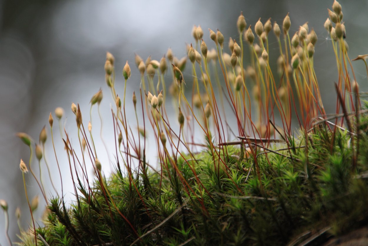 Сфагнум болотный