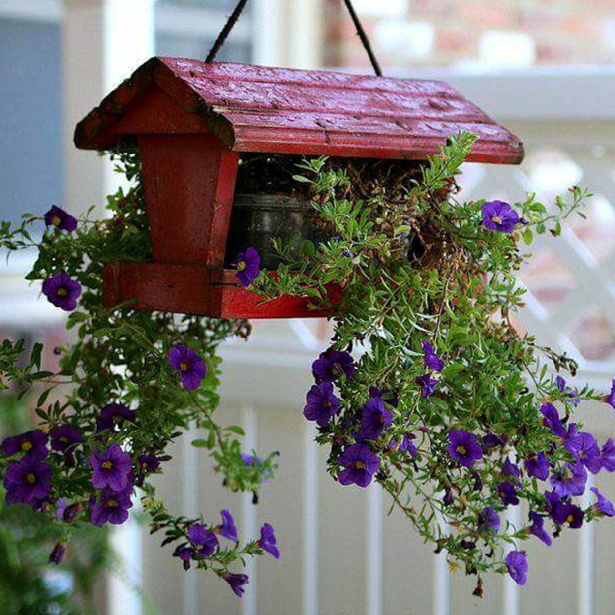 Плющ обыкновенный фитостена