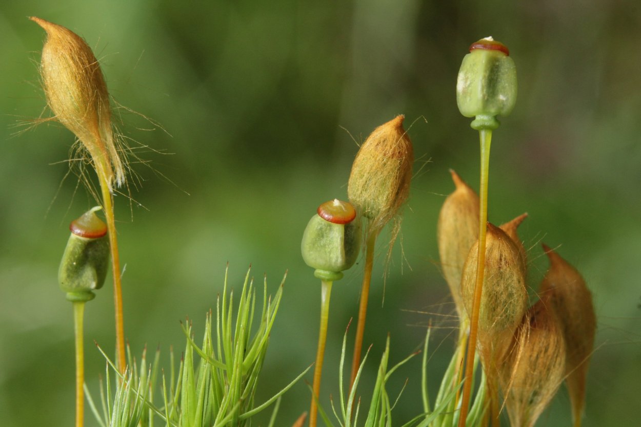 Polytrichum commune (Кукушкин лён обыкновенный)