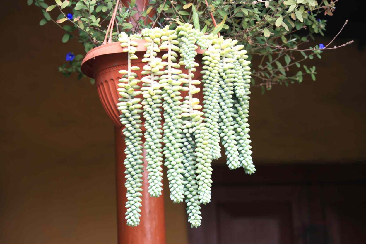 Украшение входной группы