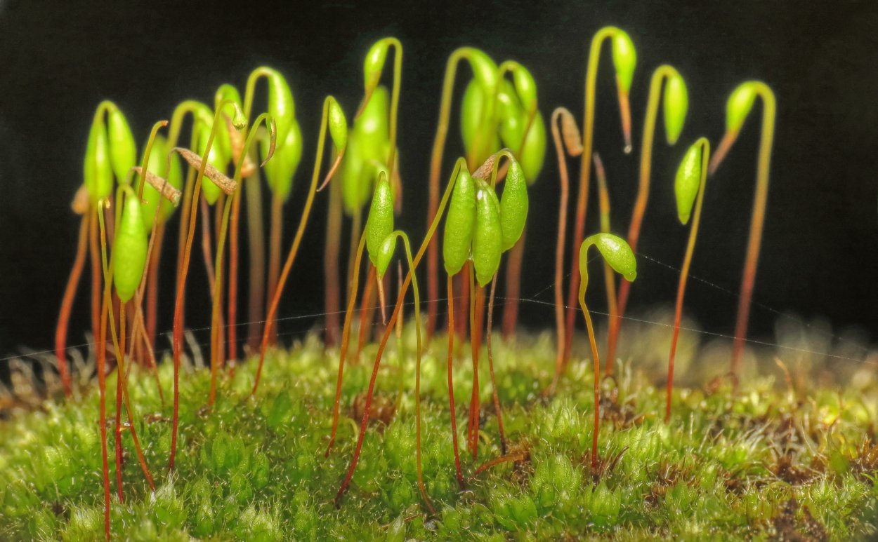 Гаметофит мха