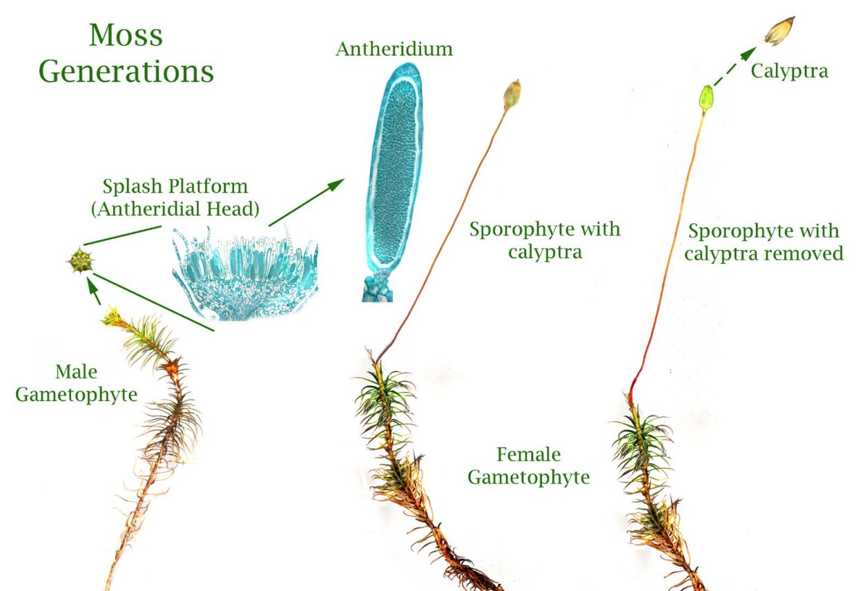 Moss Life Cycle