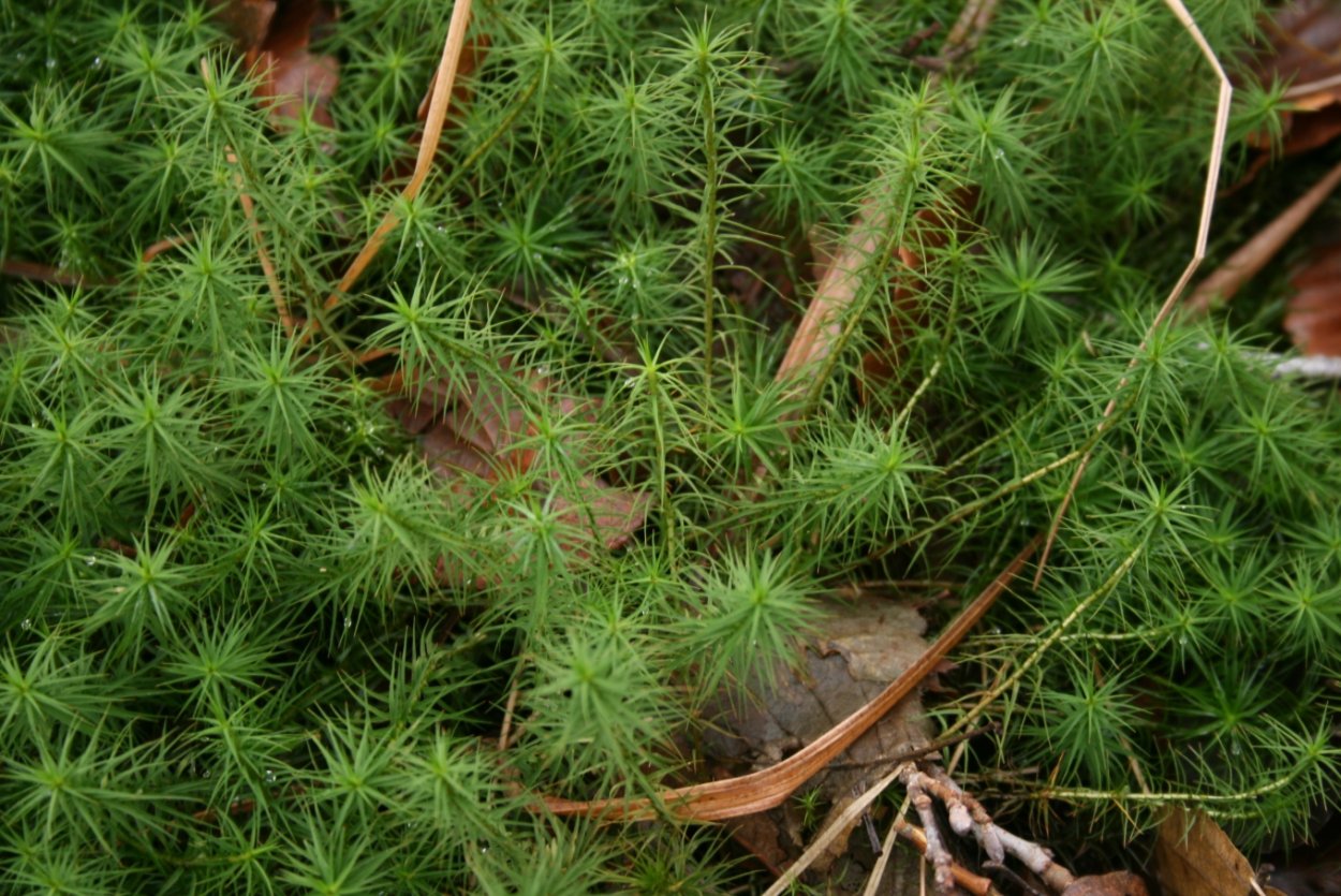 Политрихум обыкновенный