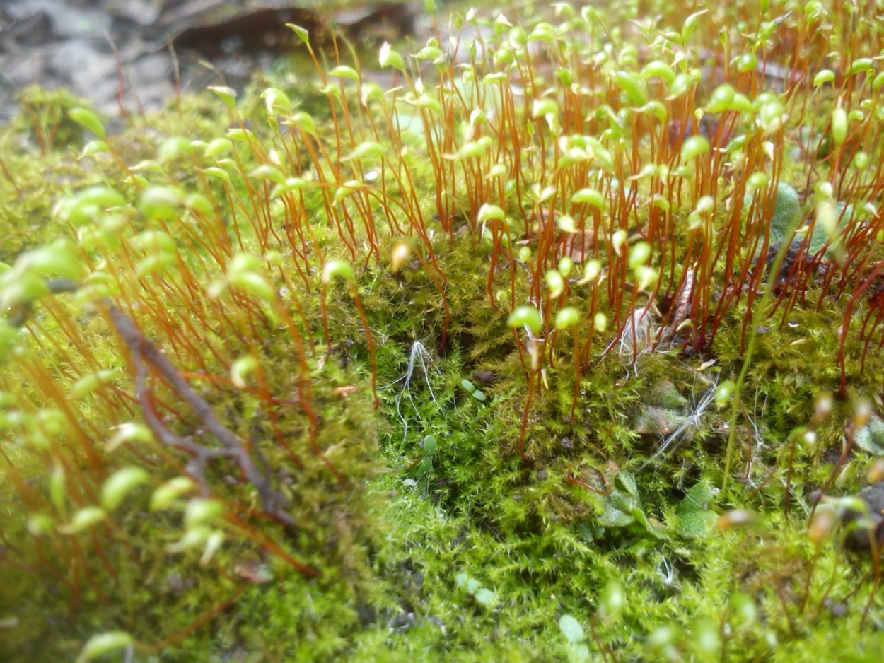 Маршанция Кукушкин лен сфагнум