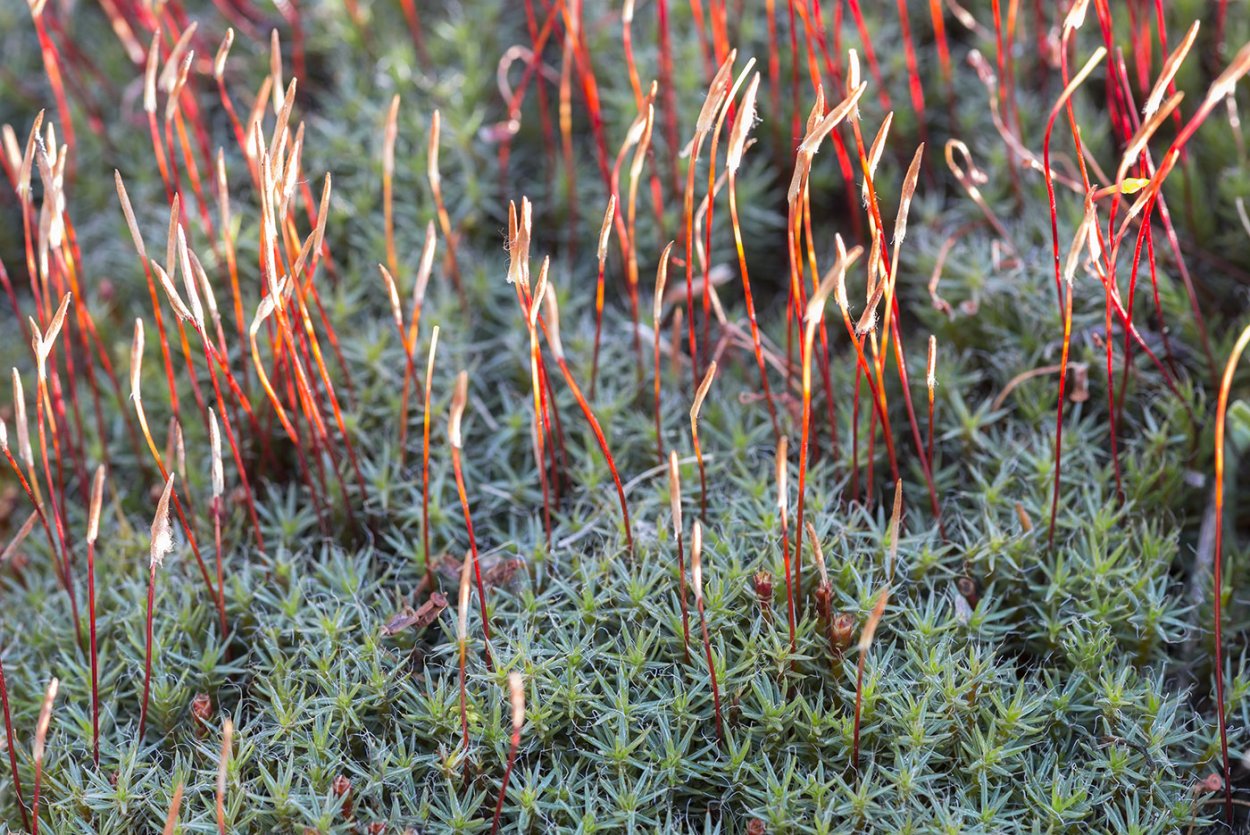 Polytrichum piliferum