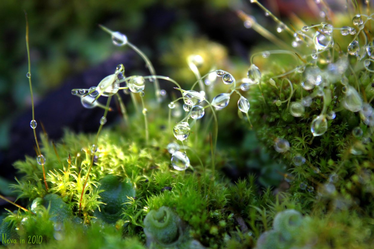 Мох павлиний