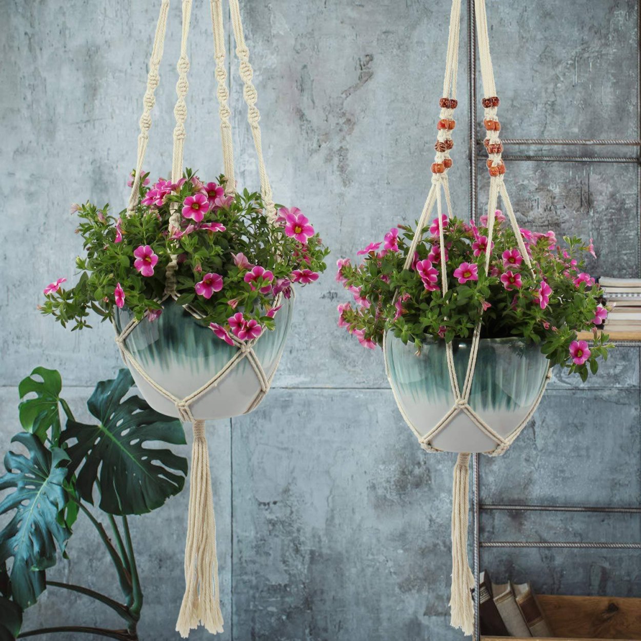 Ампельные лианы Суккуленты