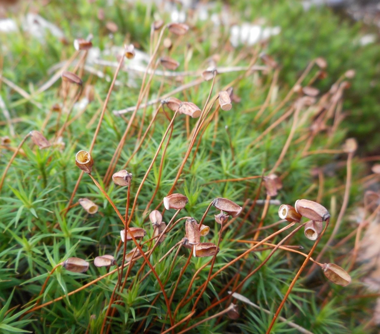 Кукушкин лен - Polytrichum commune