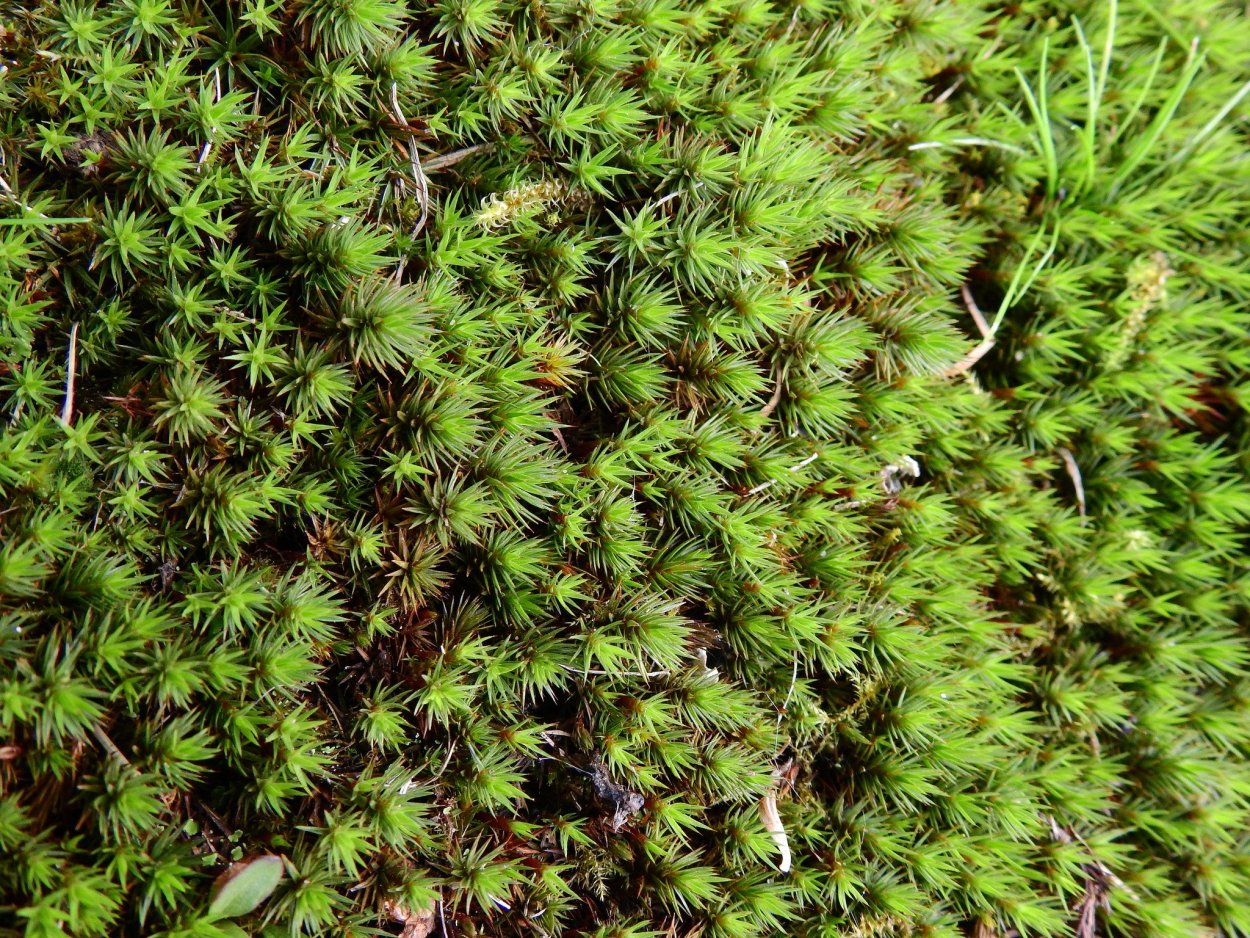Политрихум можжевеловый