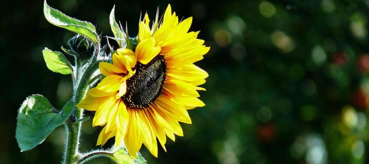 Семечка Гули