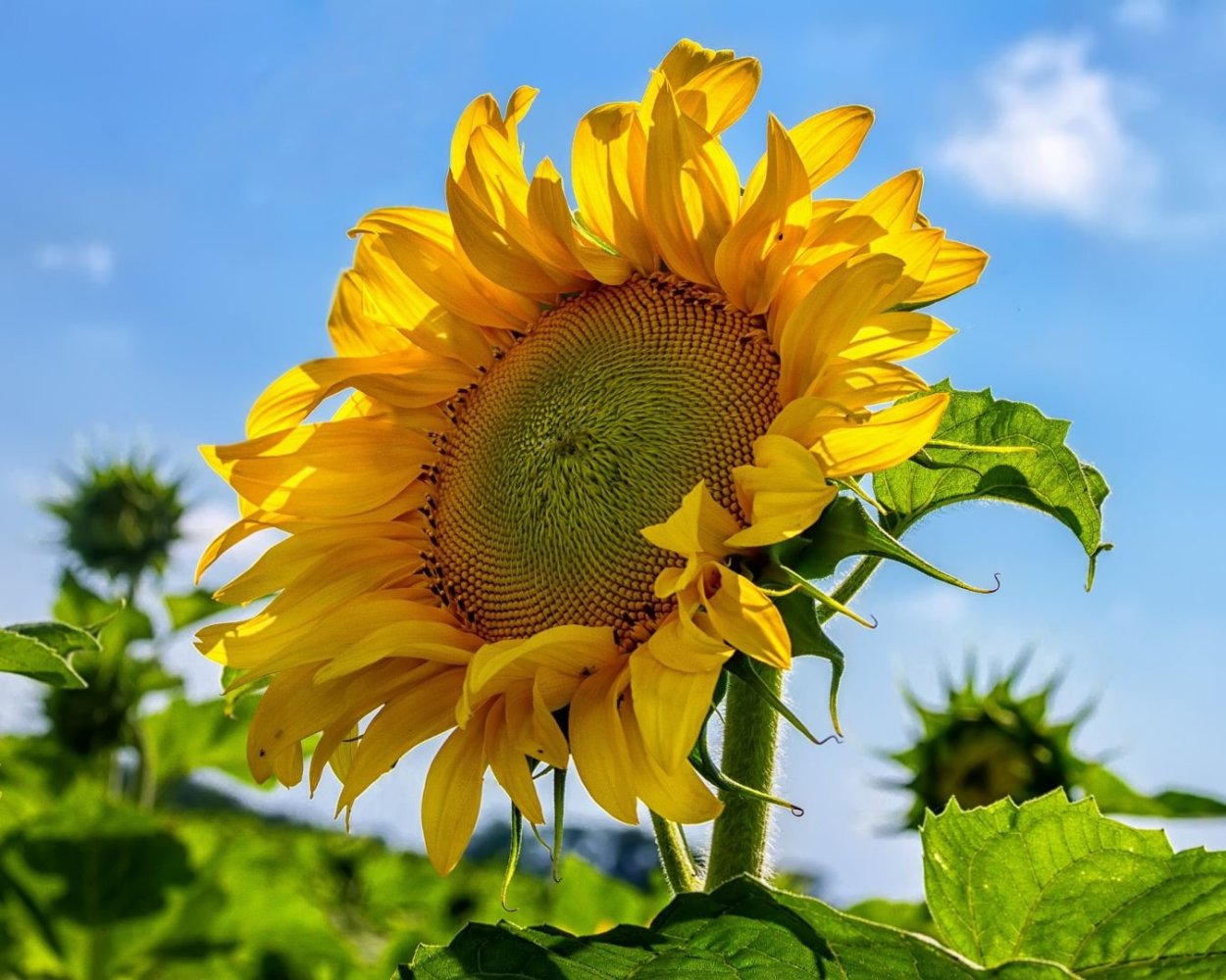 Подсолнух на ветру