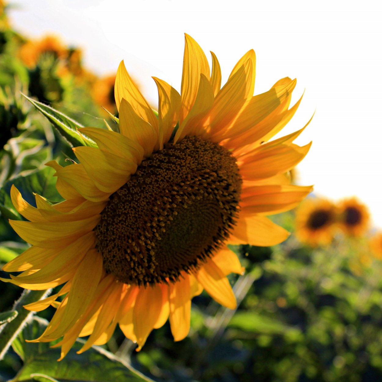 Июль Подсолнухи