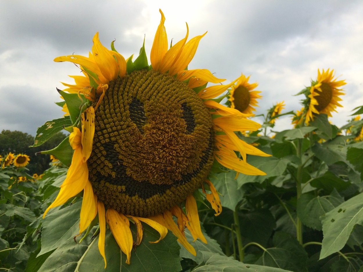 Необычные Подсолнухи