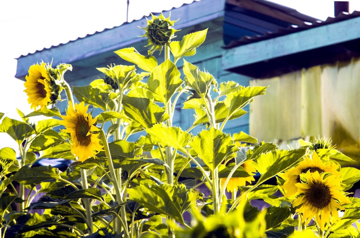 Подсолнух гуль zxc