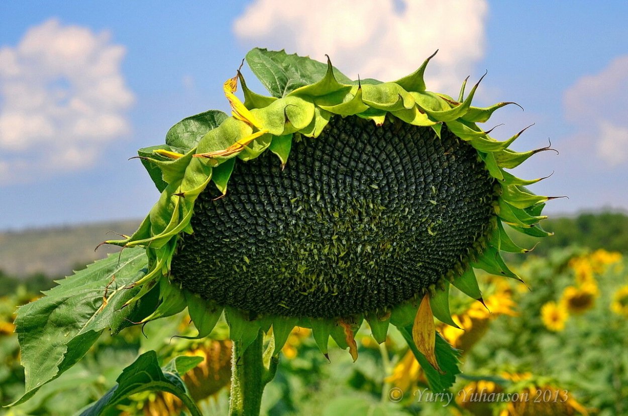 Гибрид подсолнечника Франклин