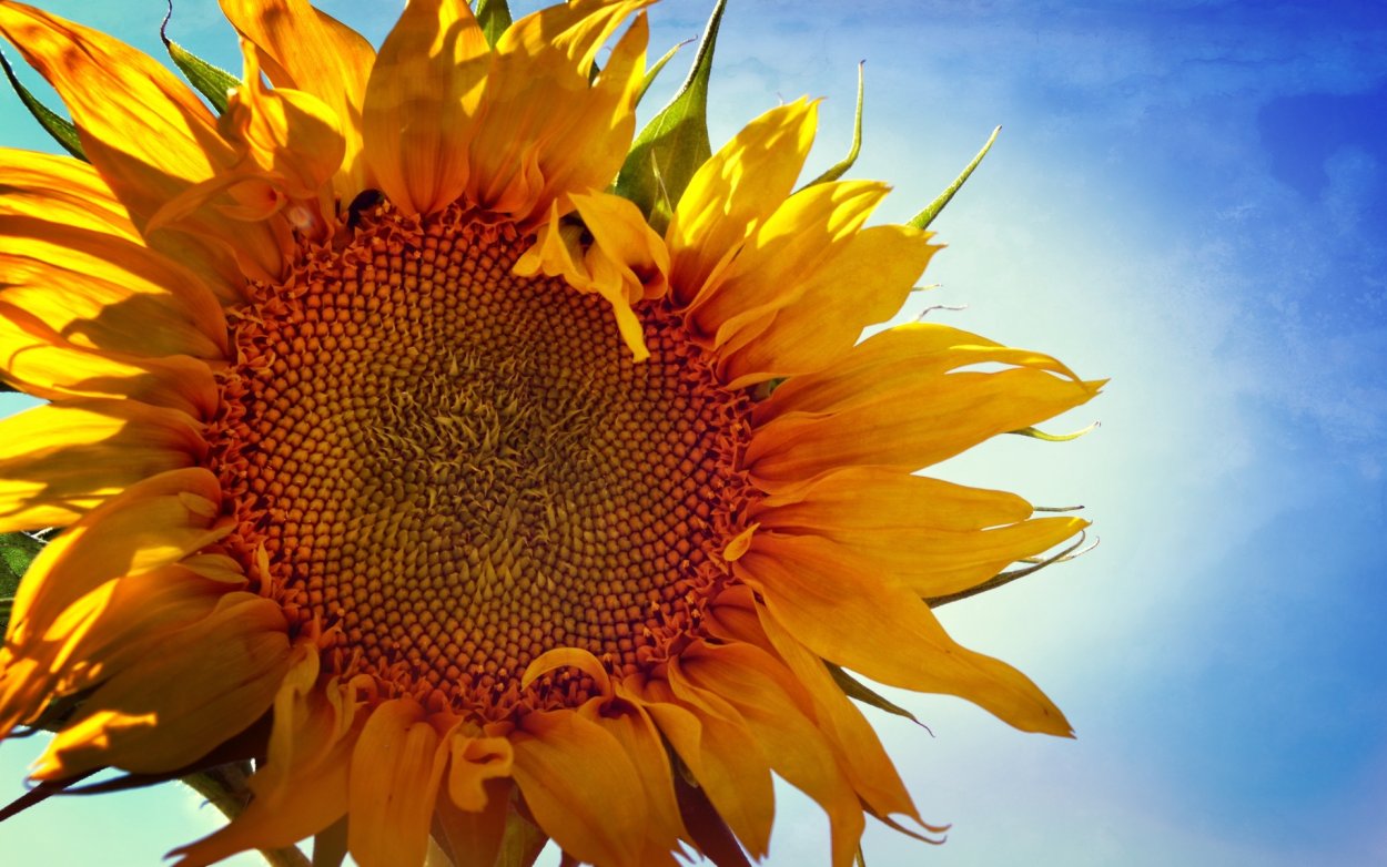 Картинки на рабочий стол Подсолнухи