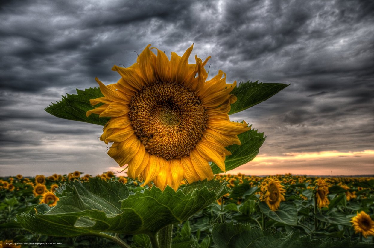 Украина поля подсолнухов Житомир