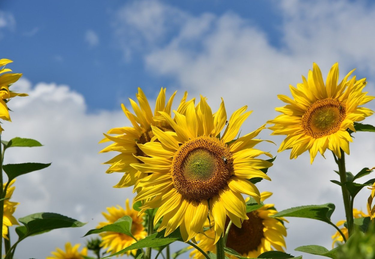 Подсолнух или подсолнечник