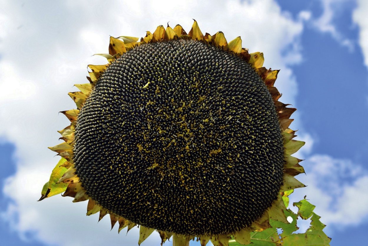 Семена подсолнечника гибрид FUFHIA