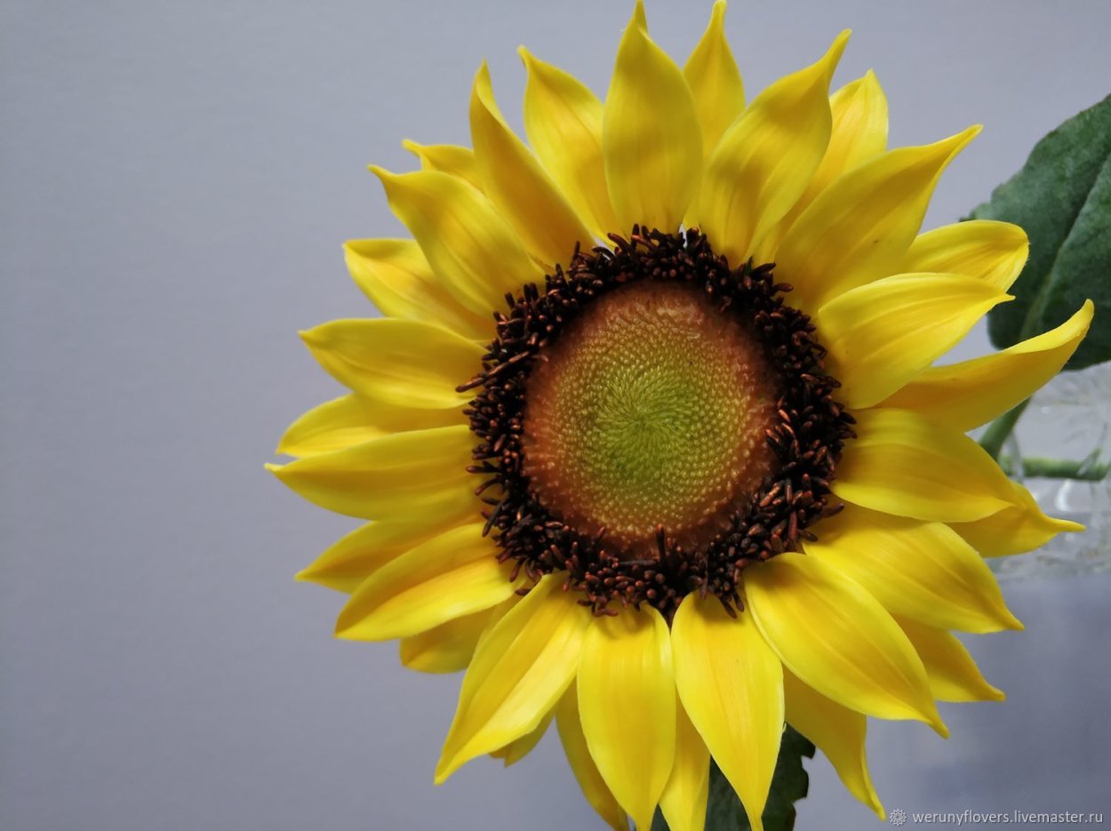 Подсолнух из холодного фарфора