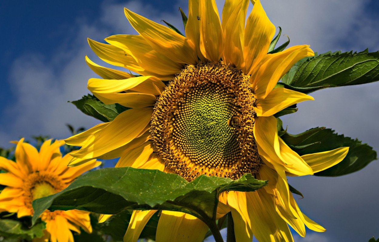 Дерево в подсолнухах