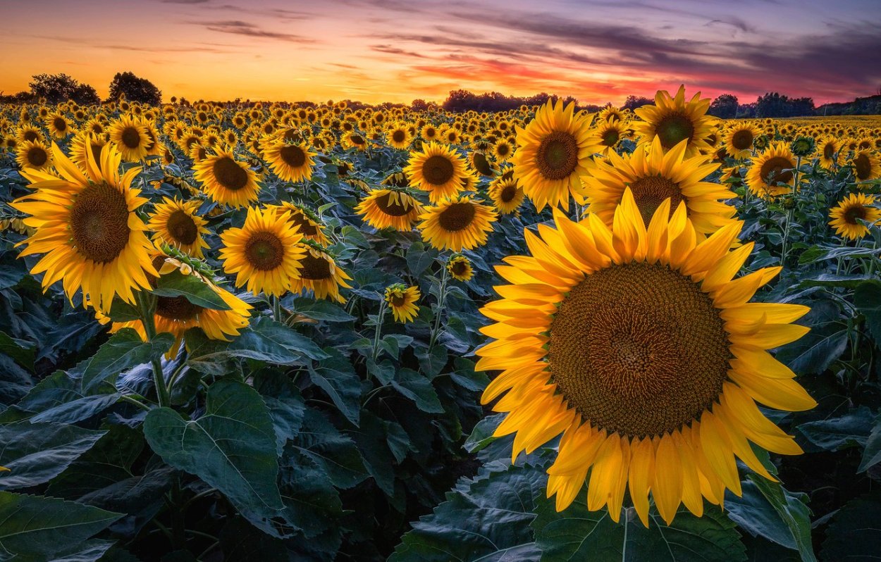 Подсолнуховое поле Ставропольский край