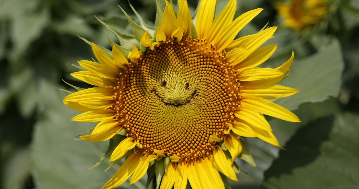 Подсолнечник гибрид Pioneer® пр64ф66