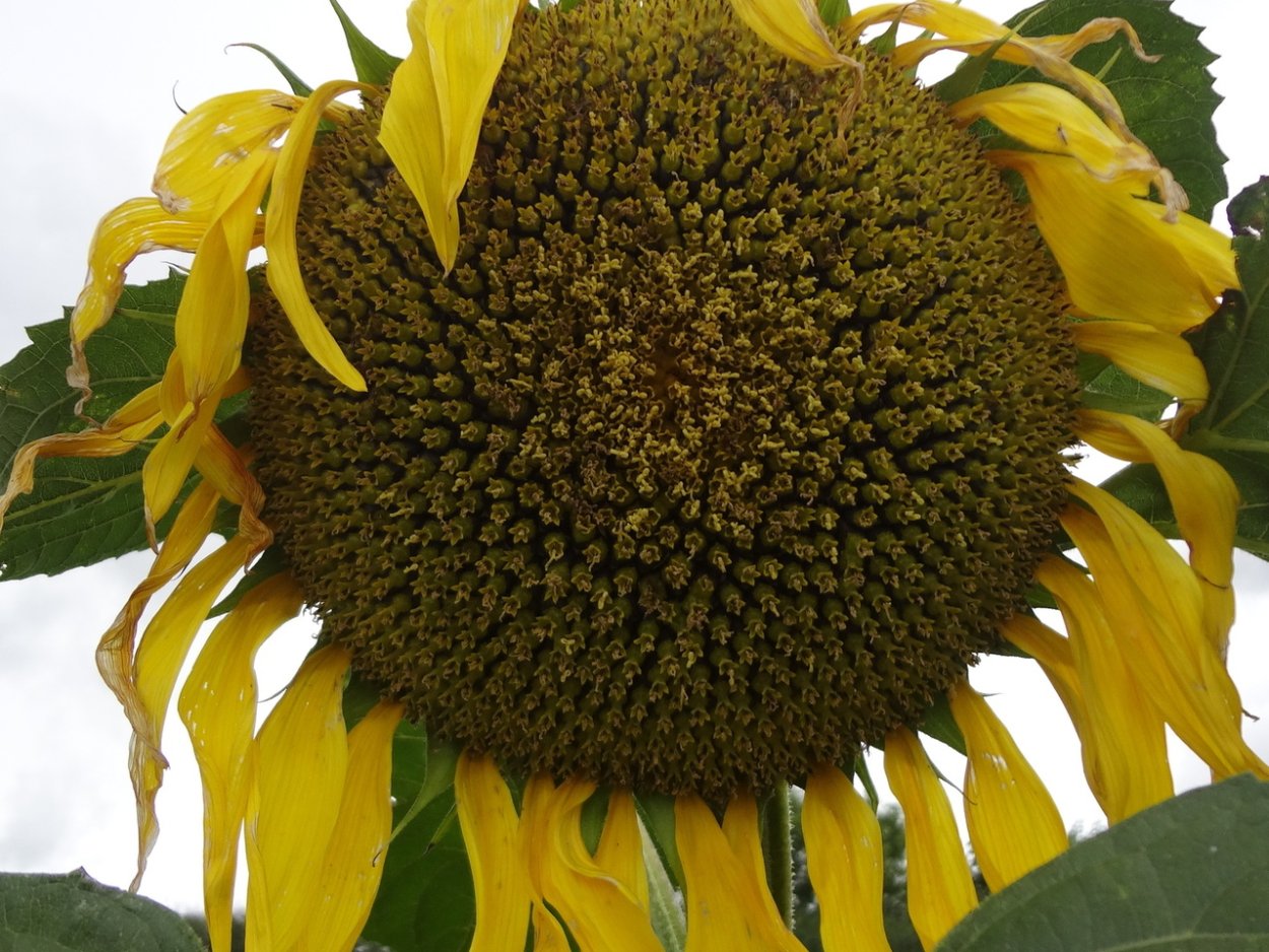Подсолнух созревший
