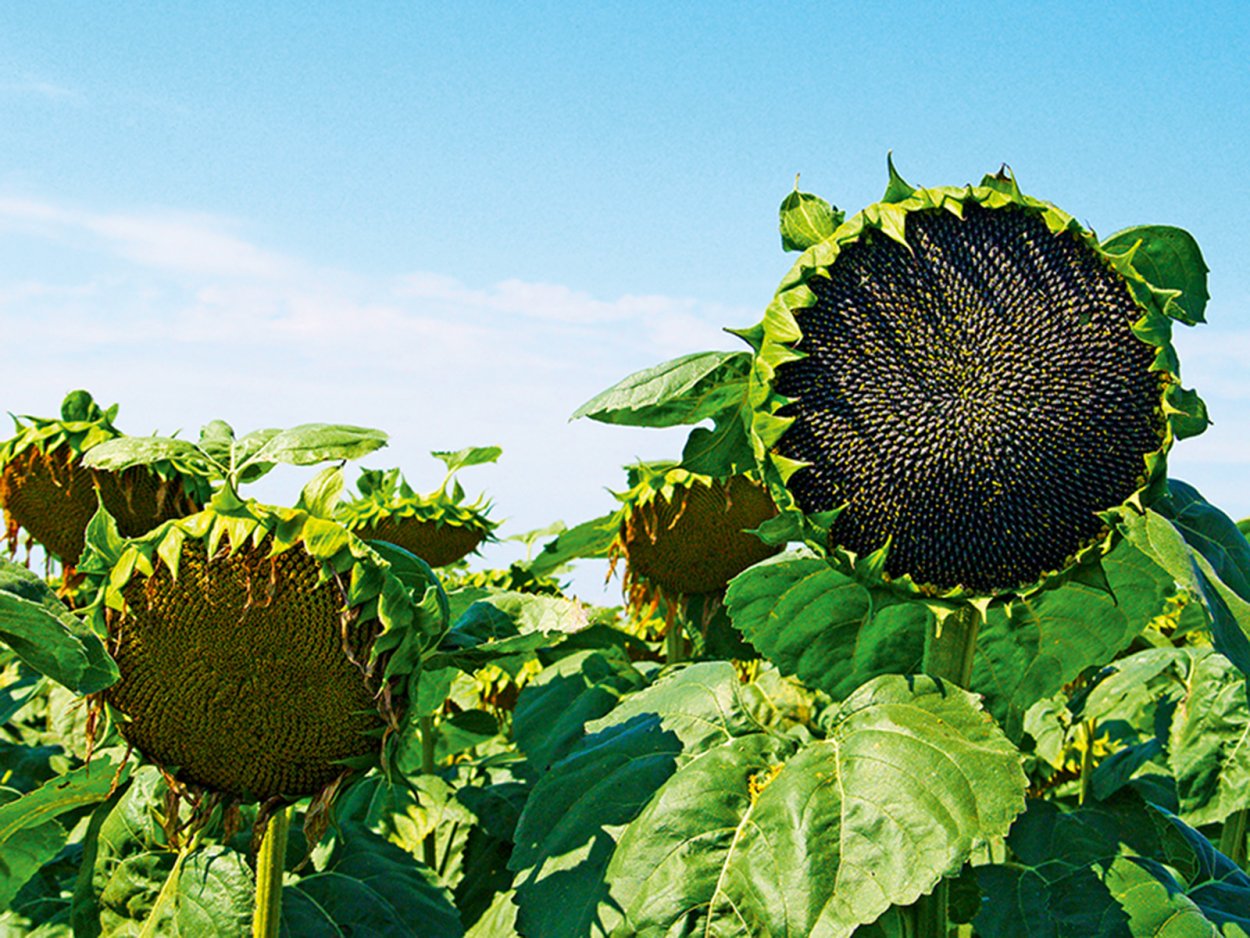 Честер гибрид подсолнечника