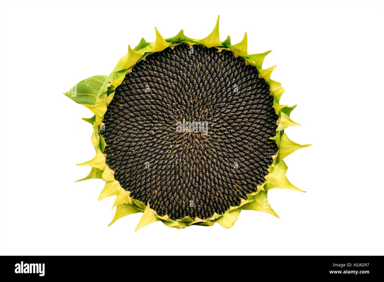 Сердцевина подсолнуха