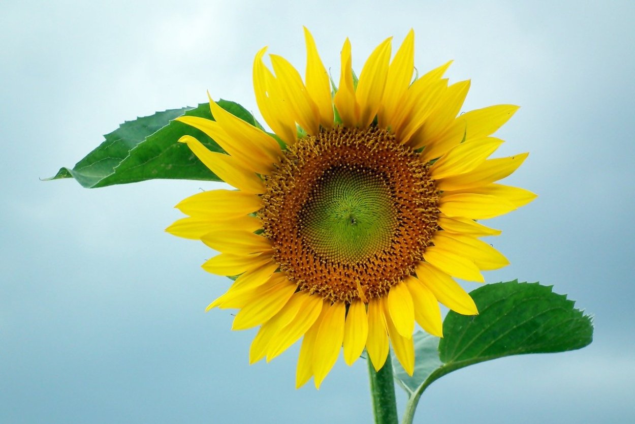 Подсолнух на голубом фоне